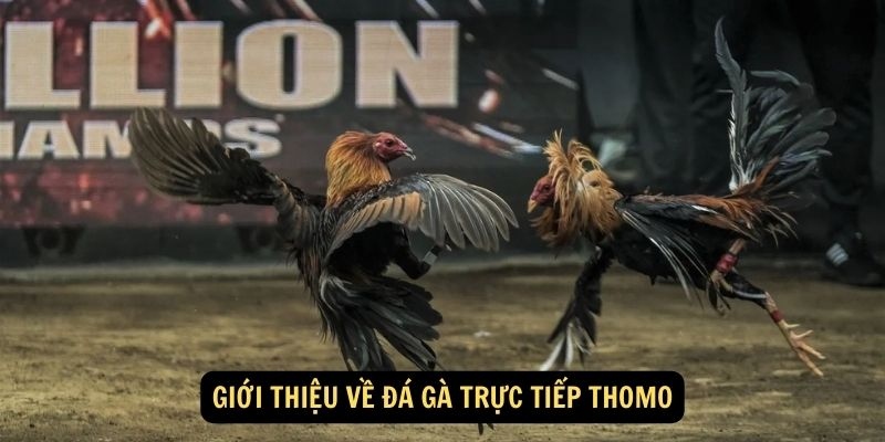 Đá gà Thomo được đất nước xứ chùa Vàng yêu thích