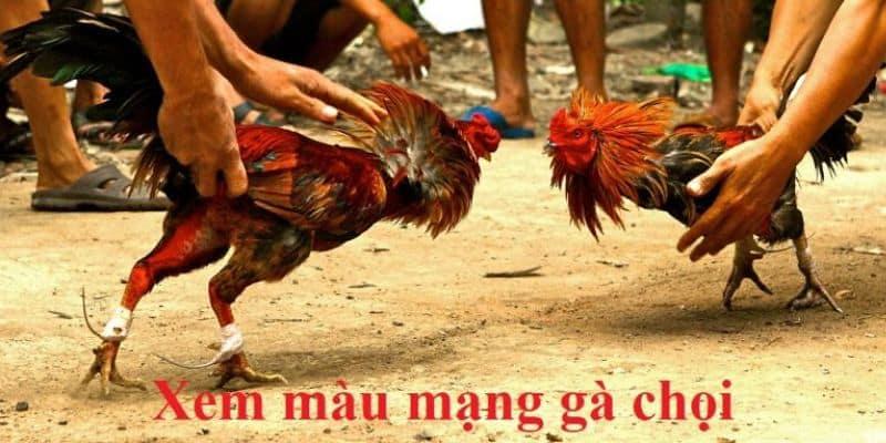 Màu mạng gà là yếu tố quan trọng giành chiến thắng