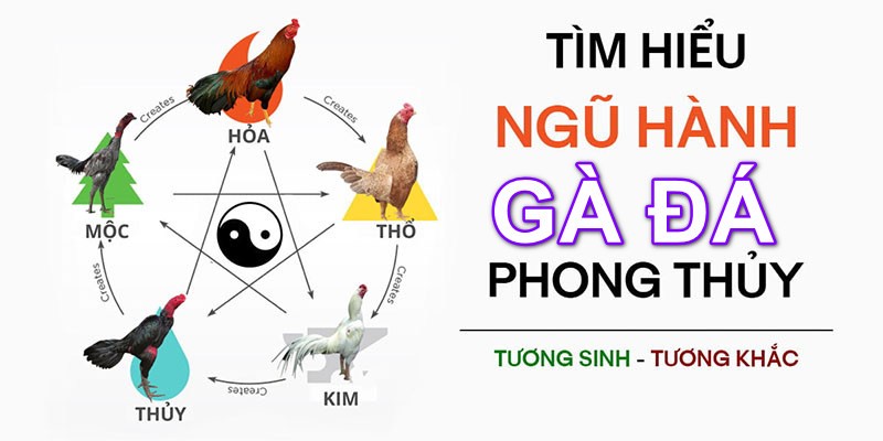 Thuyết ngũ hành trong phong thuỷ đá gà rất quan trọng